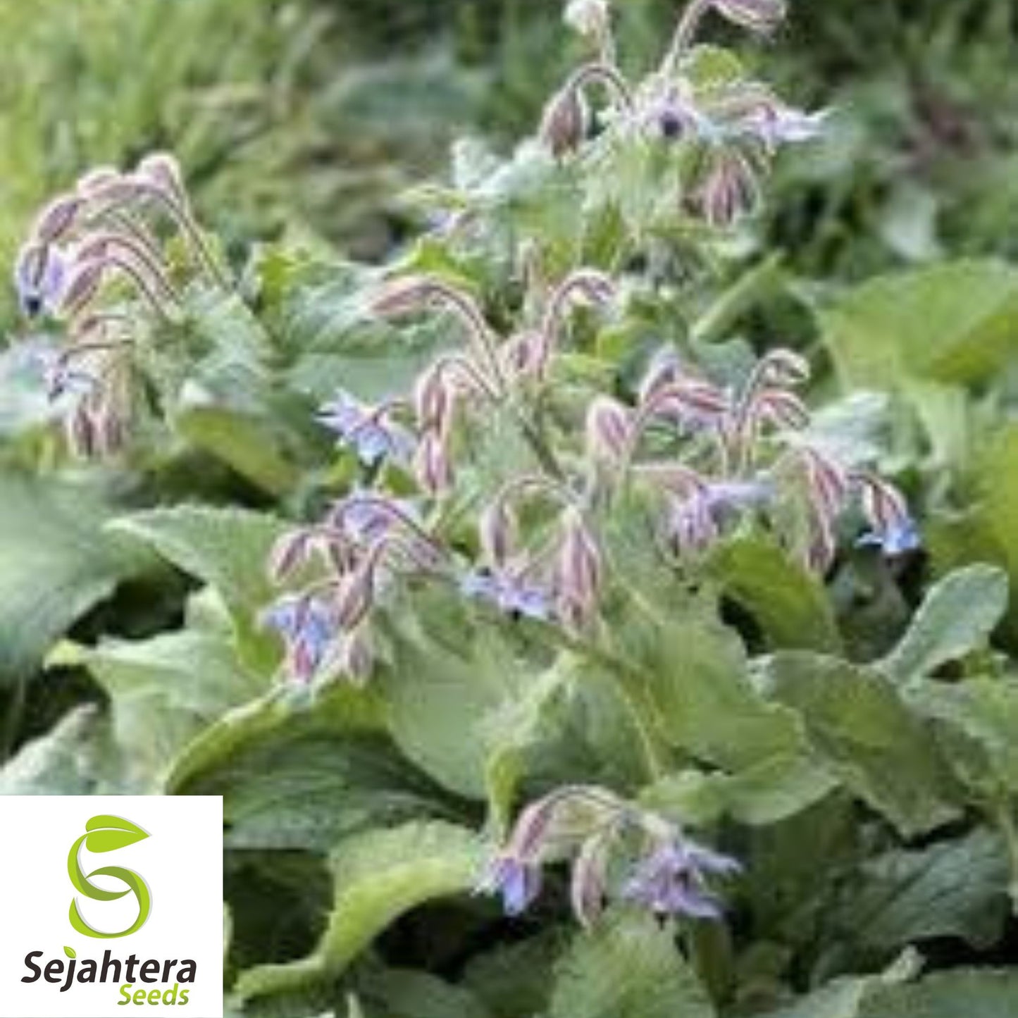 Borage Herb Seeds - 100+ Heirloom Non-GMO - Pest Repellent & Pollinator-Friendly