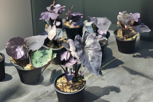 Colocasia Esculenta 'Royal Hawaiian Black Coral' Taro Elephant Ear Plant in 3 Gallon Pot - Dramatic Black Foliage, Hardy Tropical Plant