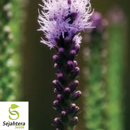 Lacy Phacelia Seeds - 200+ Purple Tansy, Pollinator-Friendly & Cover Crop