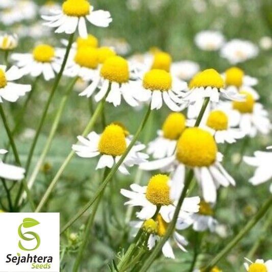 200 German Chamomile Herb Seeds - Non-GMO, Aromatic & Medicinal Variety