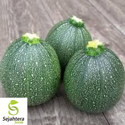 Squash Zucchini Round Seeds 25+ | Summer Vegetable NON-GMO USA