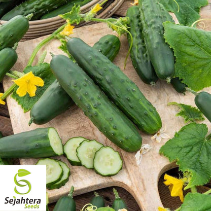 Marketer Cucumber Seeds 50+ | Heirloom NON-GMO Vegetable Garden USA