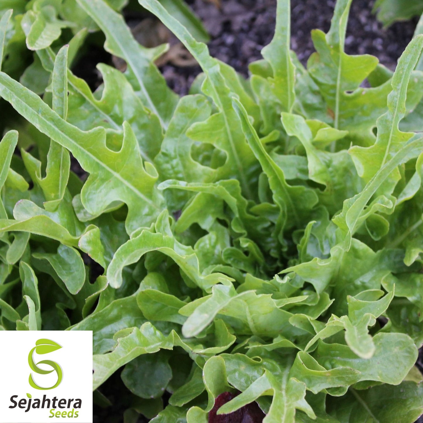 1000 Grand Rapids Lettuce Seeds - Non-GMO, Crisp & Tender Greens