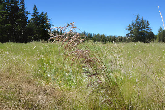 Tufted Hairgrass (Deschampsia cespitosa)