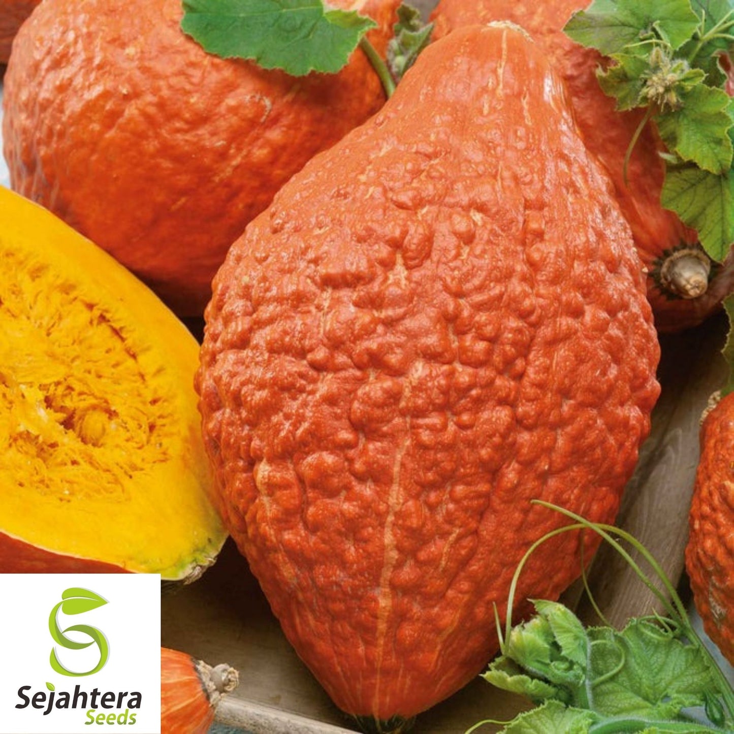 Golden Hubbard Squash Seeds 15 Ct | Winter Vegetable NON-GMO USA