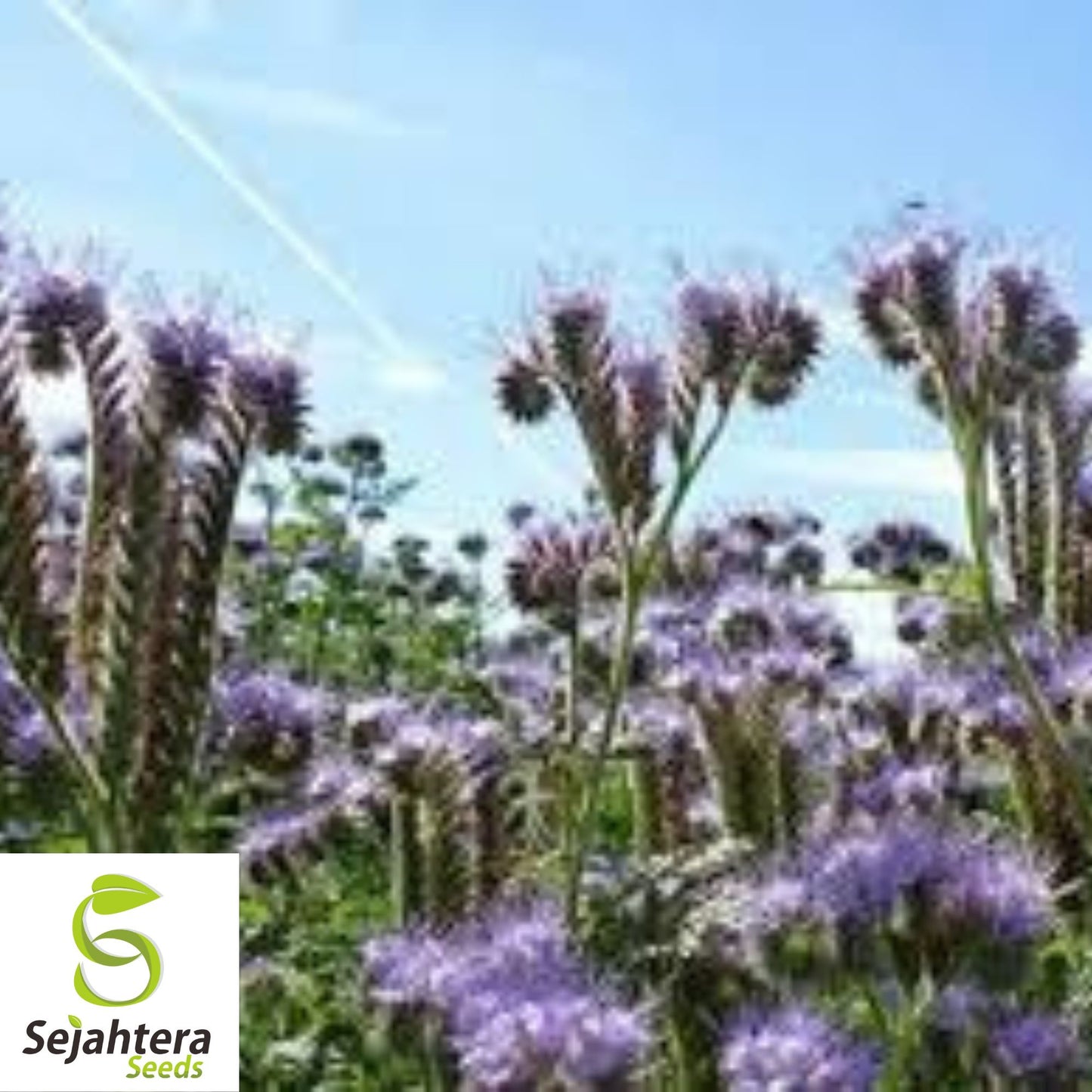 Lacy Phacelia Seeds - 200+ Purple Tansy, Pollinator-Friendly & Cover Crop