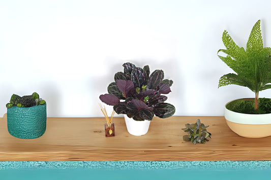 Calathea Dottie Plant in 6 Inch Pot - Striking Pink & Green Foliage (Calathea roseopicta) - Live Indoor Houseplant for Home Decor