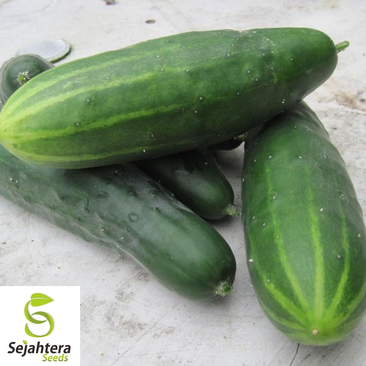Marketer Cucumber Seeds 50+ | Heirloom NON-GMO Vegetable Garden USA