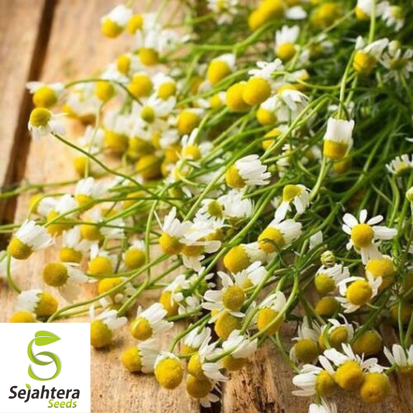 200 German Chamomile Herb Seeds - Non-GMO, Aromatic & Medicinal Variety