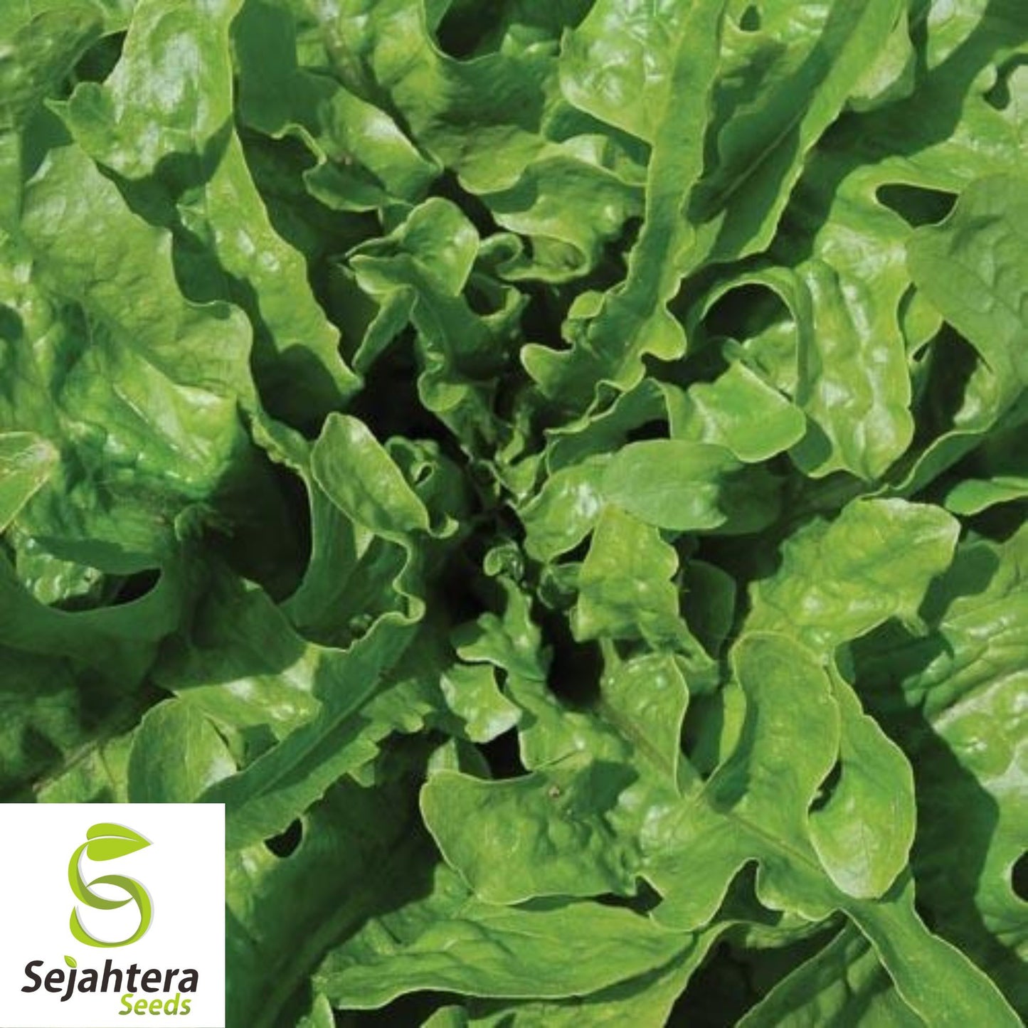 1000 Grand Rapids Lettuce Seeds - Non-GMO, Crisp & Tender Greens