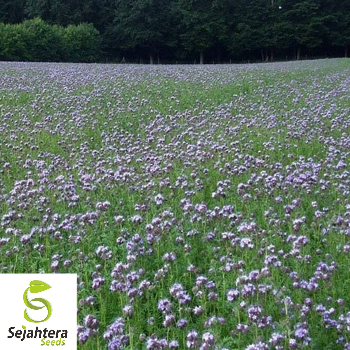 Lacy Phacelia Seeds - 200+ Purple Tansy, Pollinator-Friendly & Cover Crop