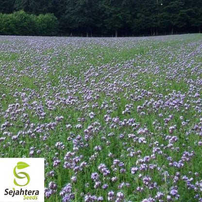 Lacy Phacelia Seeds - 200+ Purple Tansy, Pollinator-Friendly & Cover Crop