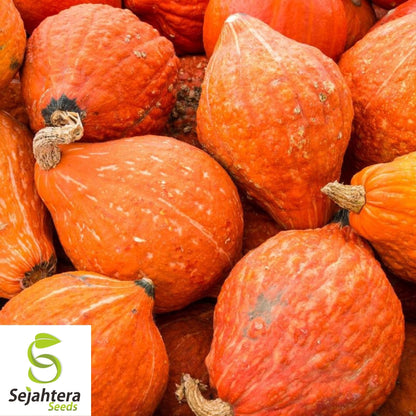 Golden Hubbard Squash Seeds 15 Ct | Winter Vegetable NON-GMO USA