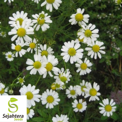 200 German Chamomile Herb Seeds - Non-GMO, Aromatic & Medicinal Variety