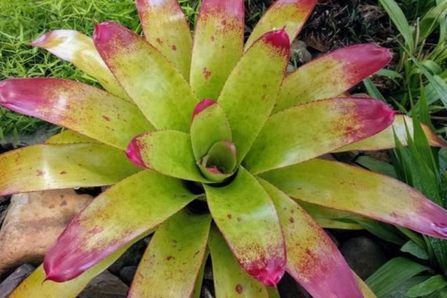 Bromeliad Plant 8" Pot Neoregelia Johannis Variegated Green White Foliage with Pink Tips