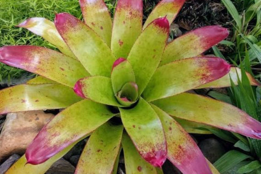Bromeliad Plant 8" Pot Neoregelia Johannis Variegated Green White Foliage with Pink Tips