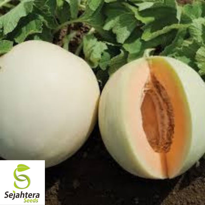 Honey Dew Orange Flesh Cantaloupe Seeds 50+ | Muskmelon Fruit NON-GMO USA