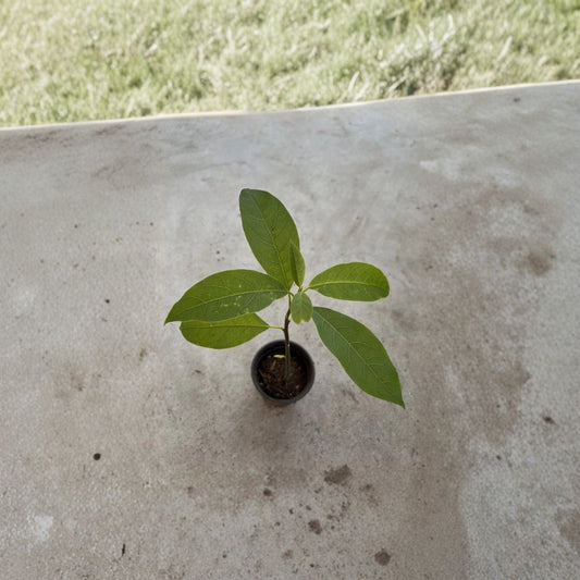 Avocado Tree – Persea americana Live Seedling | 10 Inches Tall | Includes Pot  Tropical Fruit Starter | Beginner Friendly | Perfect for Patio or Garden