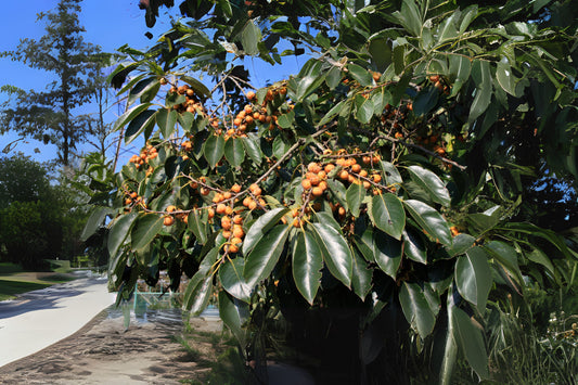 Caucasian Persimmon Date Plum Dateplum Persimmon (Diospyros lotus)