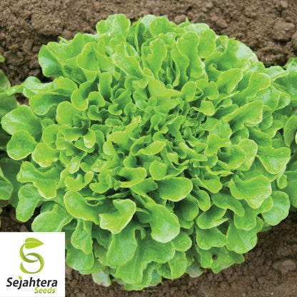 1000 Grand Rapids Lettuce Seeds - Non-GMO, Crisp & Tender Greens