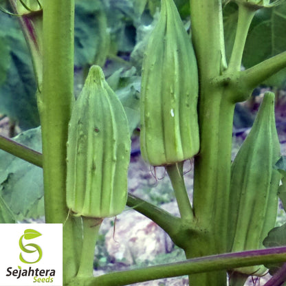 Star of David Okra Seeds 30 | Heirloom BIG Okra Vegetable FREE Shipping USA