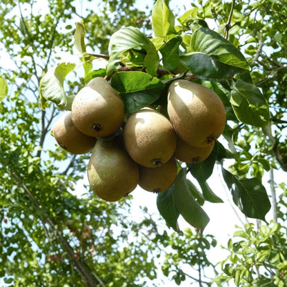 Pear Tree Seedling – Pyrus Species Live Plant | 6–10 Inches Tall | Young Fruit Tree  Backyard Orchard Starter | Cold Hardy | Pollinator Friendly