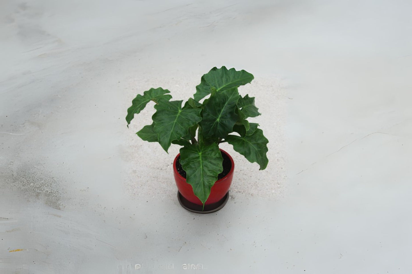 Alocasia Low Rider 6" Pot | Tropical Houseplant | Alocasia spp. | Easy Care Indoor Plant for Home Decor