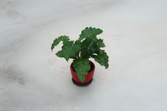 Alocasia Low Rider 6" Pot | Tropical Houseplant | Alocasia spp. | Easy Care Indoor Plant for Home Decor