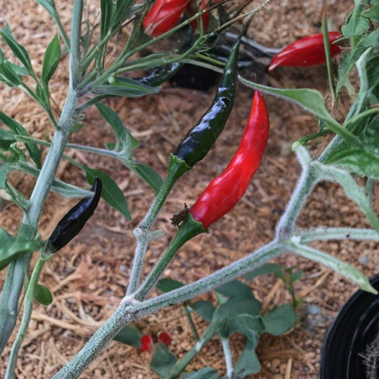Black Cobra Pepper – Capsicum annuum Live Plant | Ships in 6 Inch Pot | Ornamental & Edible Pepper  Unique Dark Foliage | Upright Spicy Peppers | Heat Loving Plant