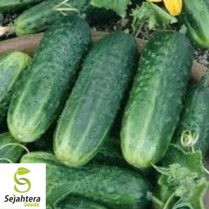 Carolina Cucumber Seeds - 100+ Organic Heirloom - Crisp & Non-GMO - Fresh