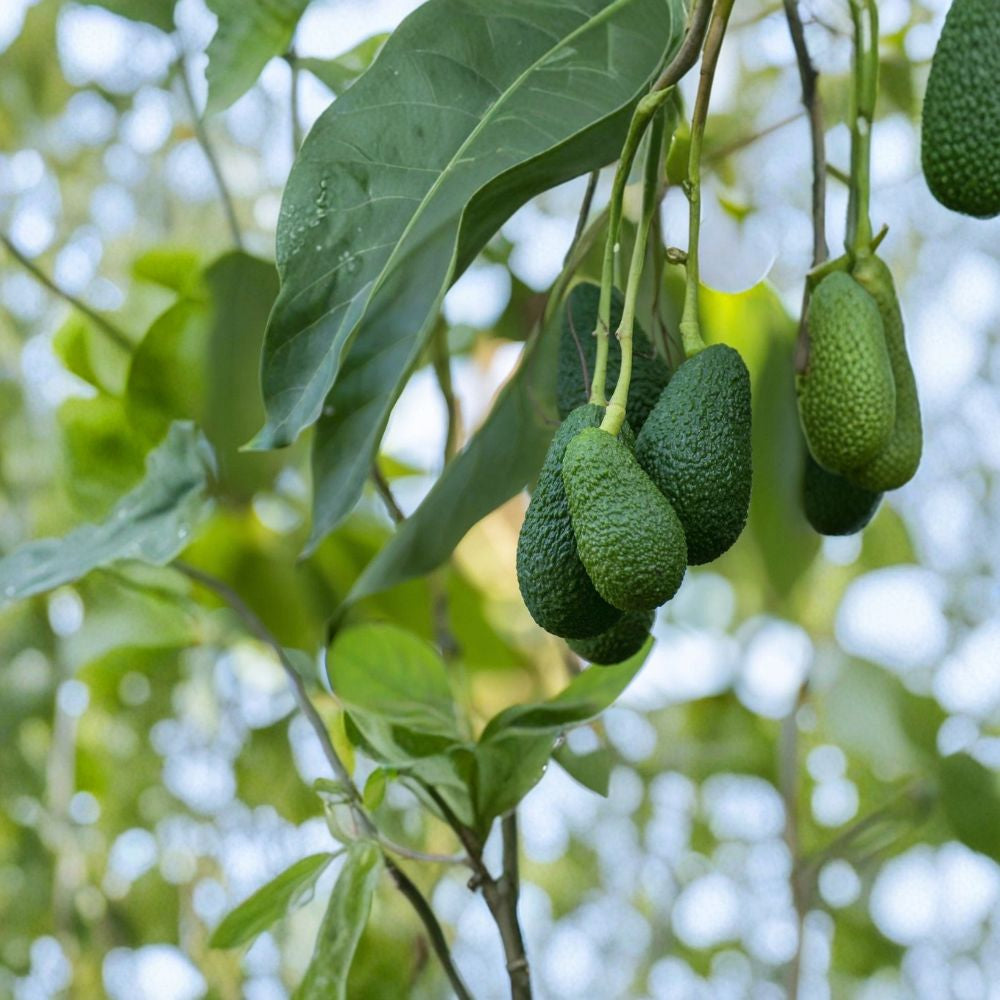 Avocado Tree – Persea americana Live Seedling | 10 Inches Tall | Includes Pot  Tropical Fruit Starter | Beginner Friendly | Perfect for Patio or Garden