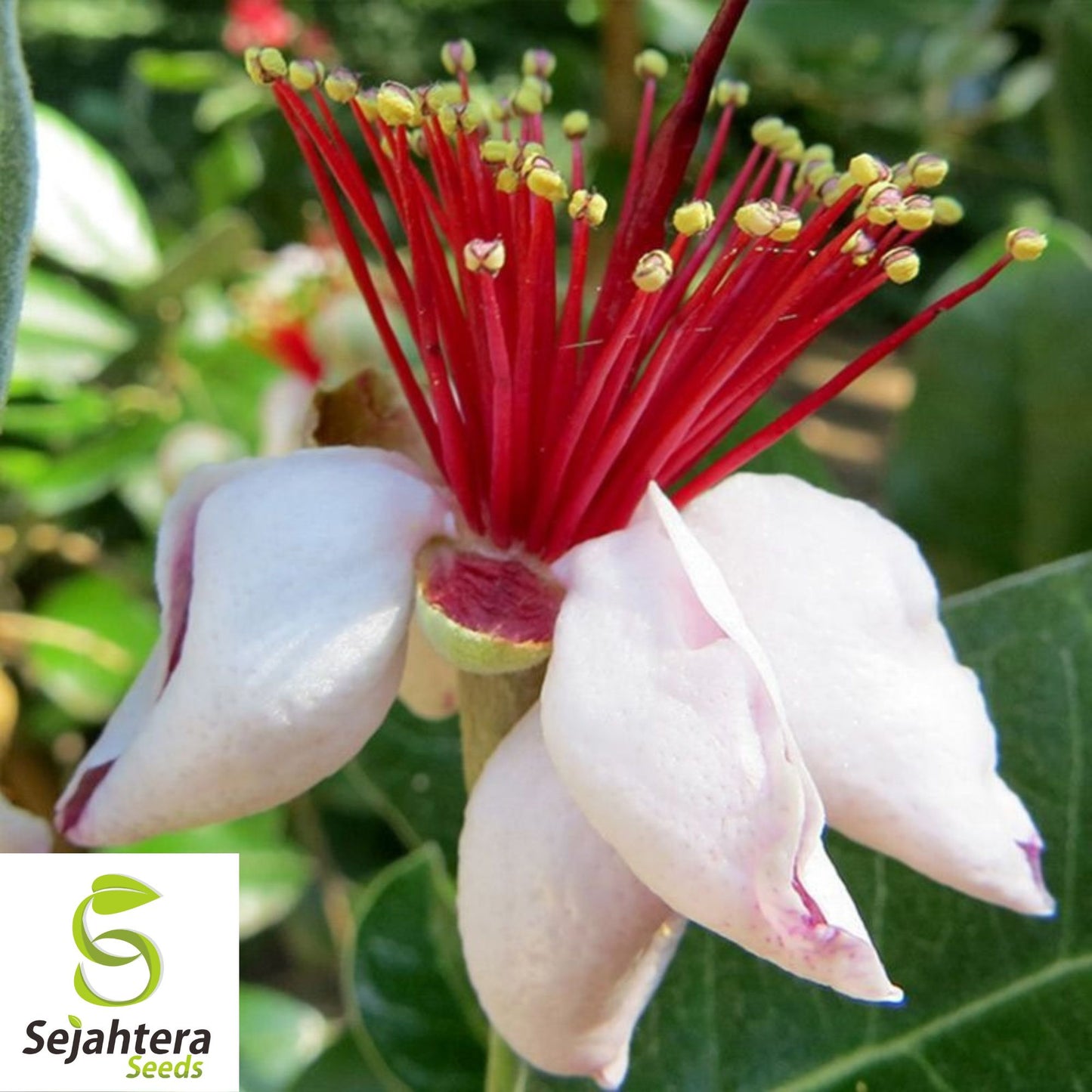 10+ Dwarf Pineapple Guava Seeds - Feijoa Sellowiana, Edible Fruit, Non-GMO