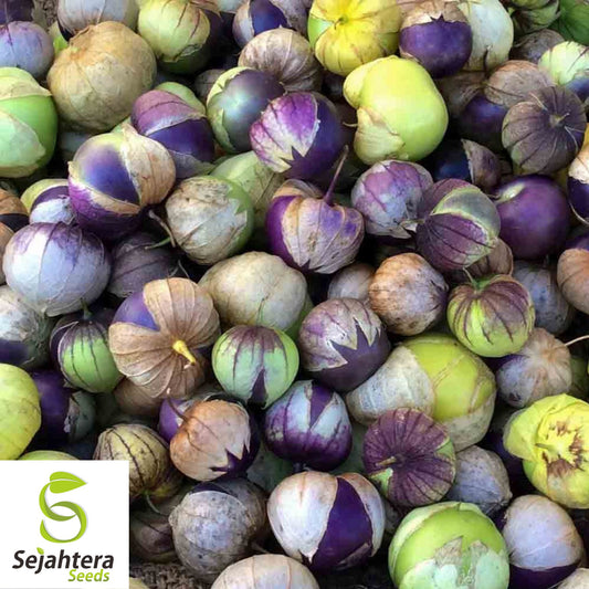 50 Deep Purple Tomatillo Seeds - Non-GMO, Physalis ixocarpa, Vibrant & Sweet