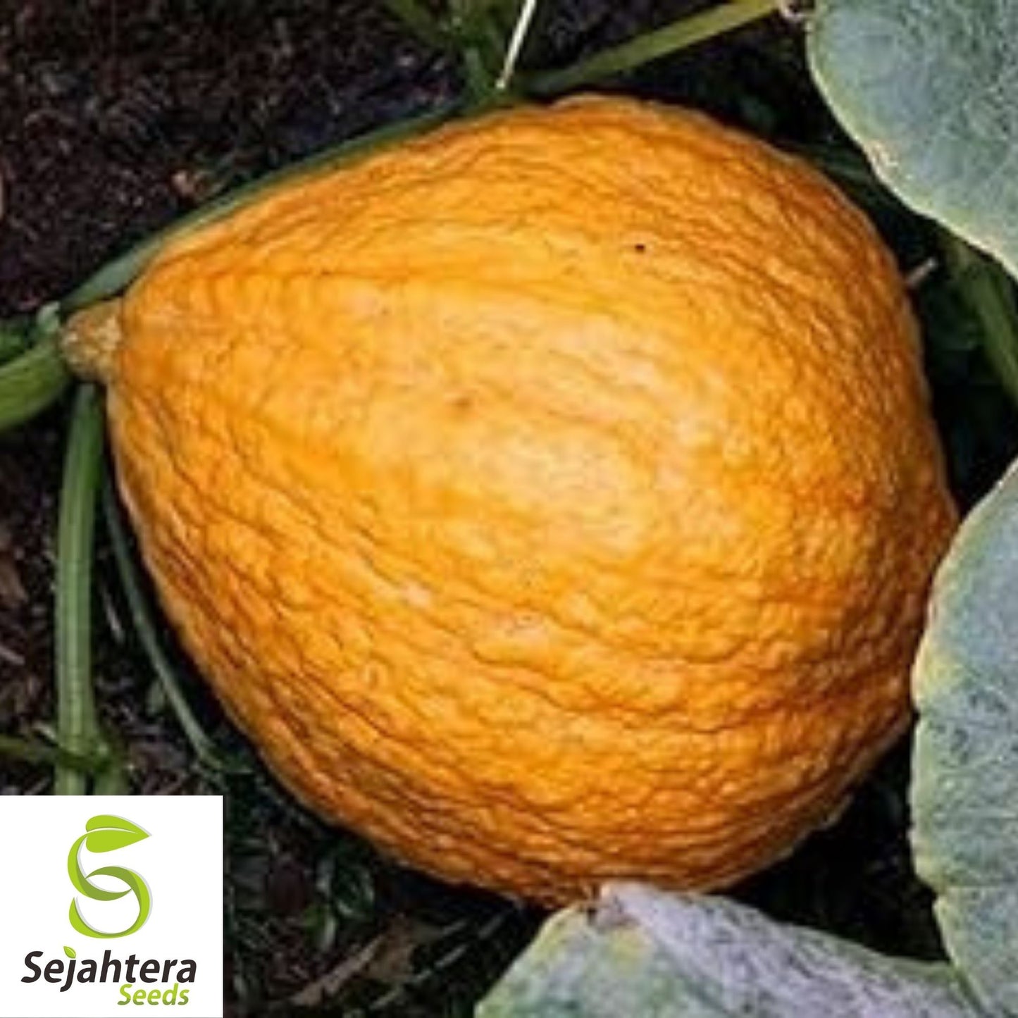 Golden Hubbard Squash Seeds 15 Ct | Winter Vegetable NON-GMO USA