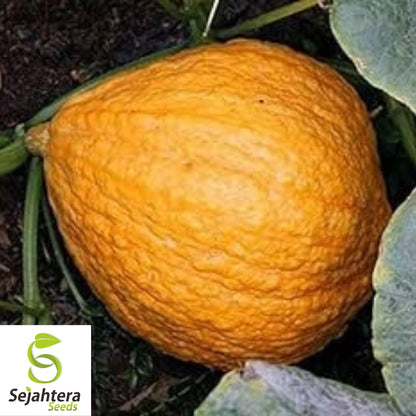 Golden Hubbard Squash Seeds 15 Ct | Winter Vegetable NON-GMO USA