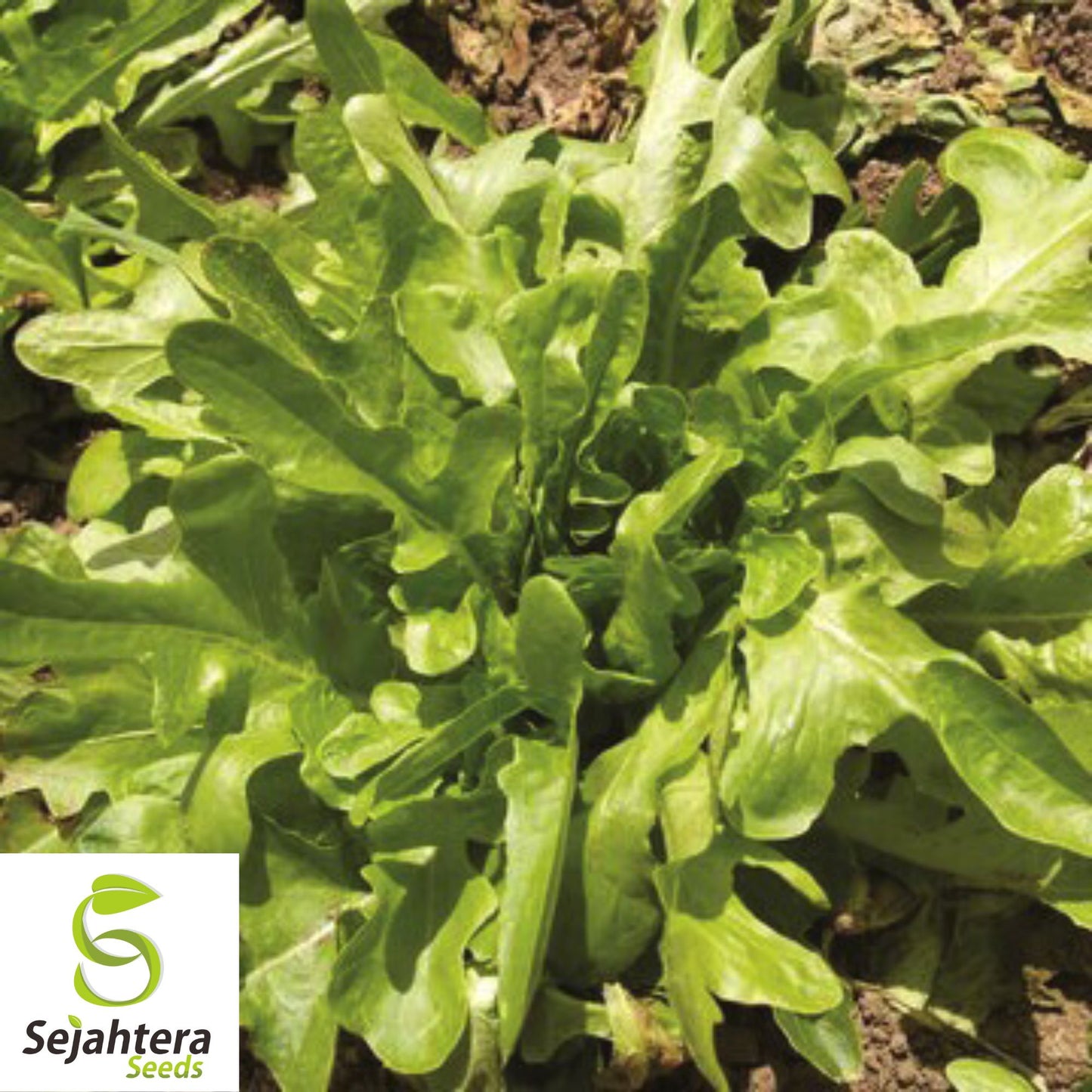 1000 Grand Rapids Lettuce Seeds - Non-GMO, Crisp & Tender Greens