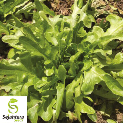 1000 Grand Rapids Lettuce Seeds - Non-GMO, Crisp & Tender Greens