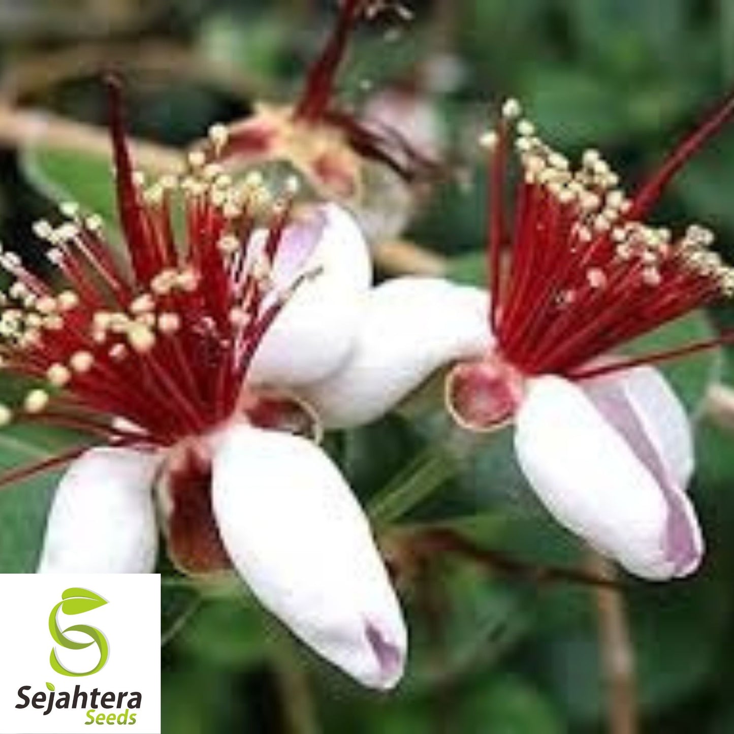 10+ Dwarf Pineapple Guava Seeds - Feijoa Sellowiana, Edible Fruit, Non-GMO