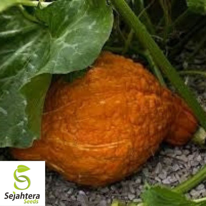 Golden Hubbard Squash Seeds 15 Ct | Winter Vegetable NON-GMO USA
