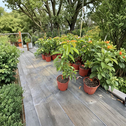 Russell Avocado Tree – Persea americana Grafted Live Fruit Tree | 2–3 Feet Tall | 3-Gallon Pot  Florida Favorite Variety | Large Smooth Fruit | Fast Establishing