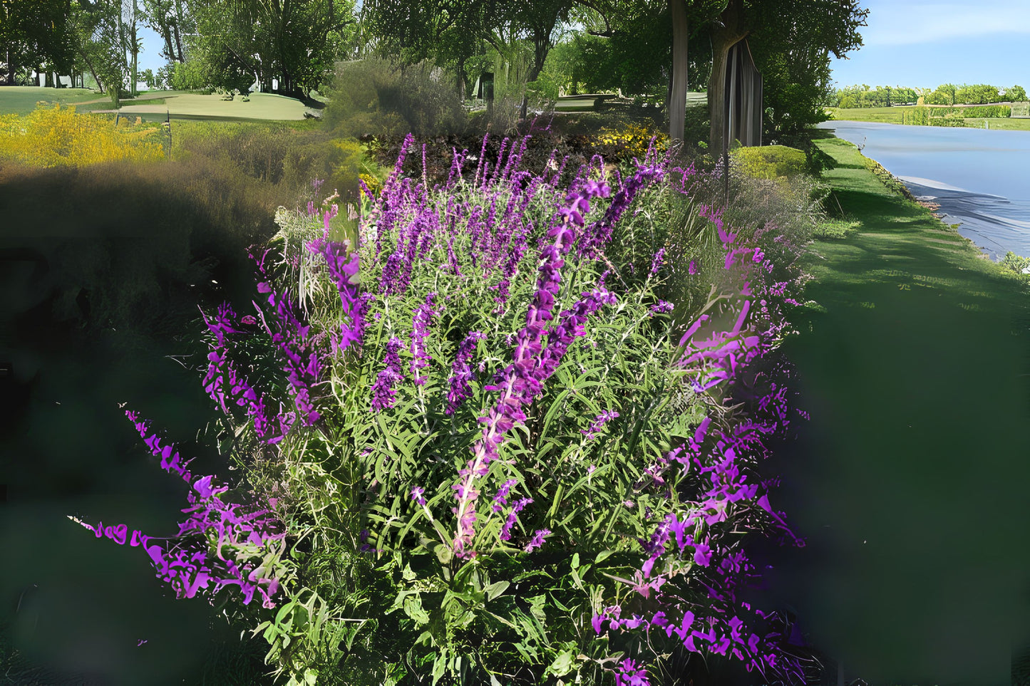 Mexican Sage Plant - 4 Inch Purple White Flowering Shrub - Salvia leucantha - Well Rooted Starter Size for Subtropical Gardens