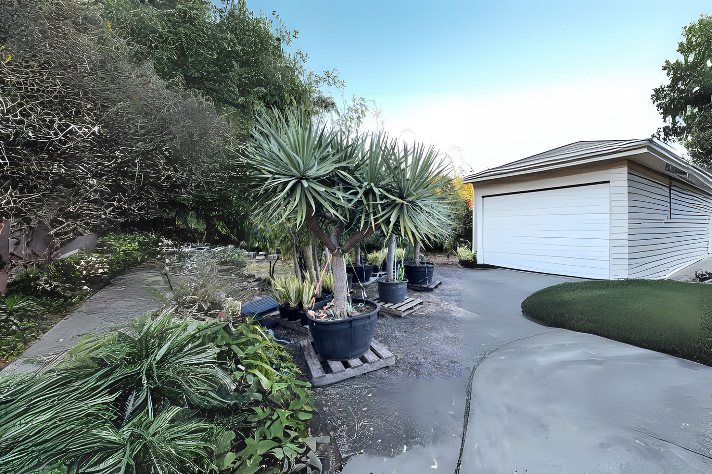 Dragon Tree Dragontree (Dracaena draco)