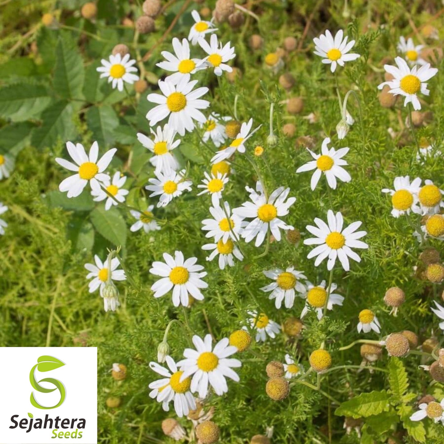 200 German Chamomile Herb Seeds - Non-GMO, Aromatic & Medicinal Variety