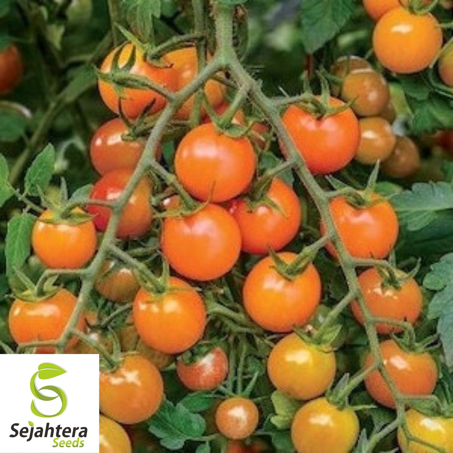 Orange Cherry Tomato Seeds - 120+ Heirloom, Organic, Non-GMO & Rare