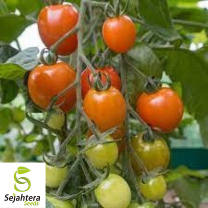 Orange Cherry Tomato Seeds - 120+ Heirloom, Organic, Non-GMO & Rare