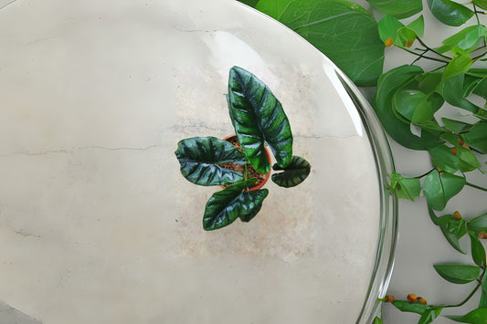 Alocasia Reversa 6" Pot - Dark Veined Leaves, Unique Houseplant, Alocasia reversa