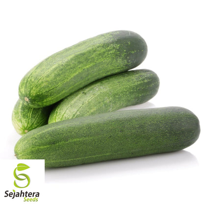 Carolina Cucumber Seeds - 100+ Organic Heirloom - Crisp & Non-GMO - Fresh