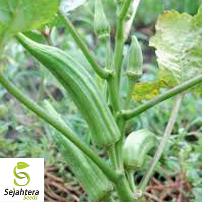 Perkins Long Pod Okra Seeds - 100+ Heirloom - Non-GMO & High-Yielding - Fresh