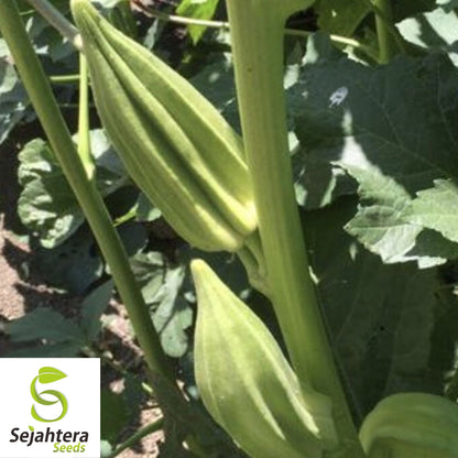 Star of David Okra Seeds 30 | Heirloom BIG Okra Vegetable FREE Shipping USA