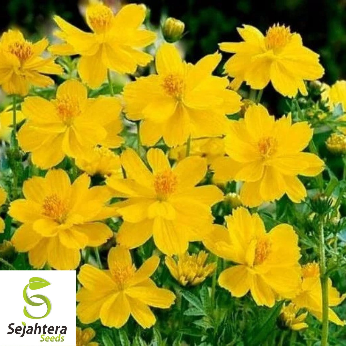 Tall Yellow Sulphur Cosmos Seeds 100 Ct | Annual Flower Garden Cosmos sulphureus